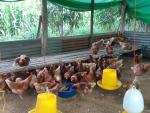 ไข่ไก่อินทรีย์ ไข่ไก่อารมณ์ดี หมู่ 10